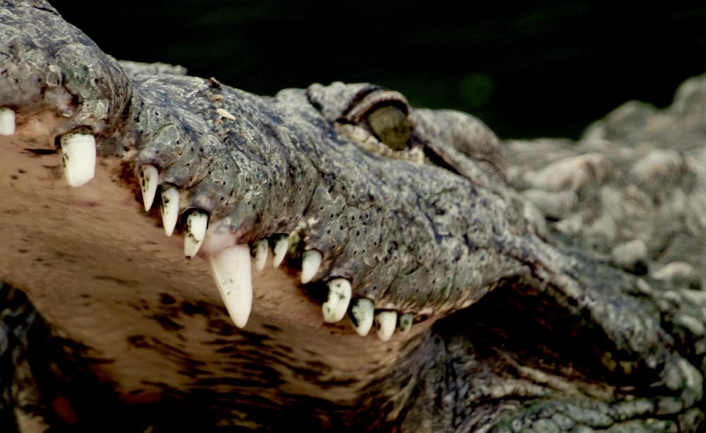 «The Death Roll»: «Top Gun»-Star legt sich mit Krokodil an