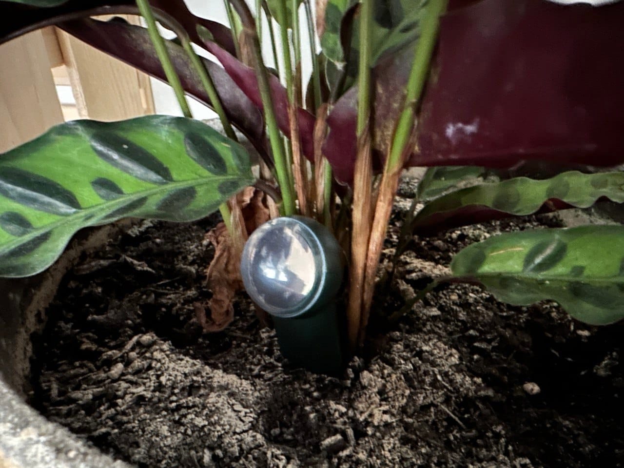 Fyta Beam: Pflanzenpflege mit dem Smartphone.