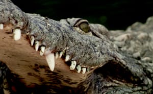 «The Death Roll»: «Top Gun»-Star legt sich mit Krokodil an